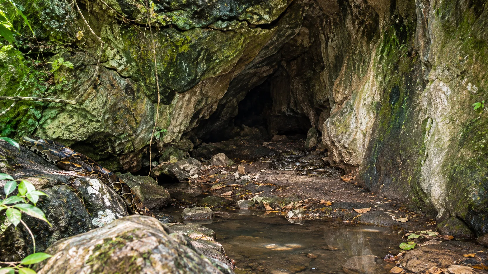 Snake Palace Cave (Istana Ular) West Manggarai