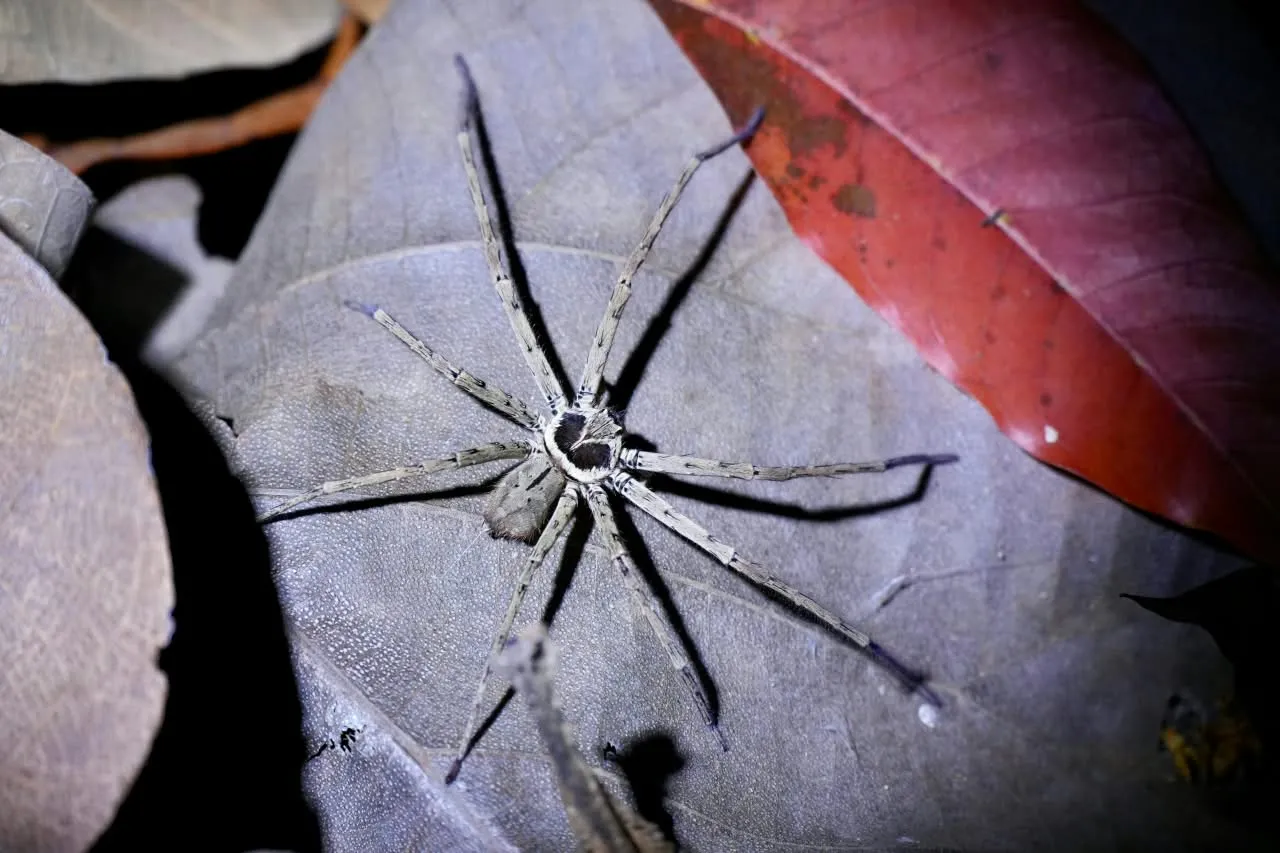 Huntsman spider resting on a dried leaf