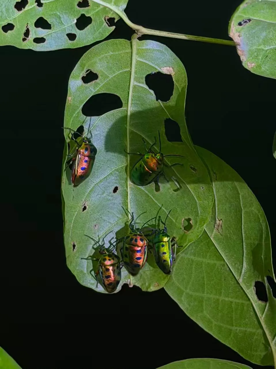 Iridescent metallic shield bugs on a leaf