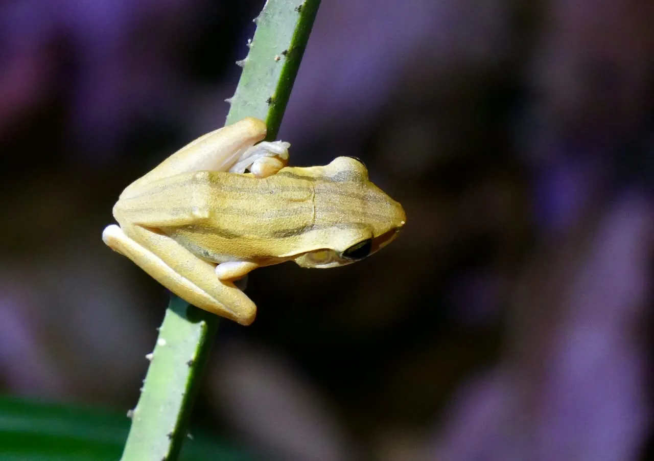 Small pale yellow tree frog on a green stem