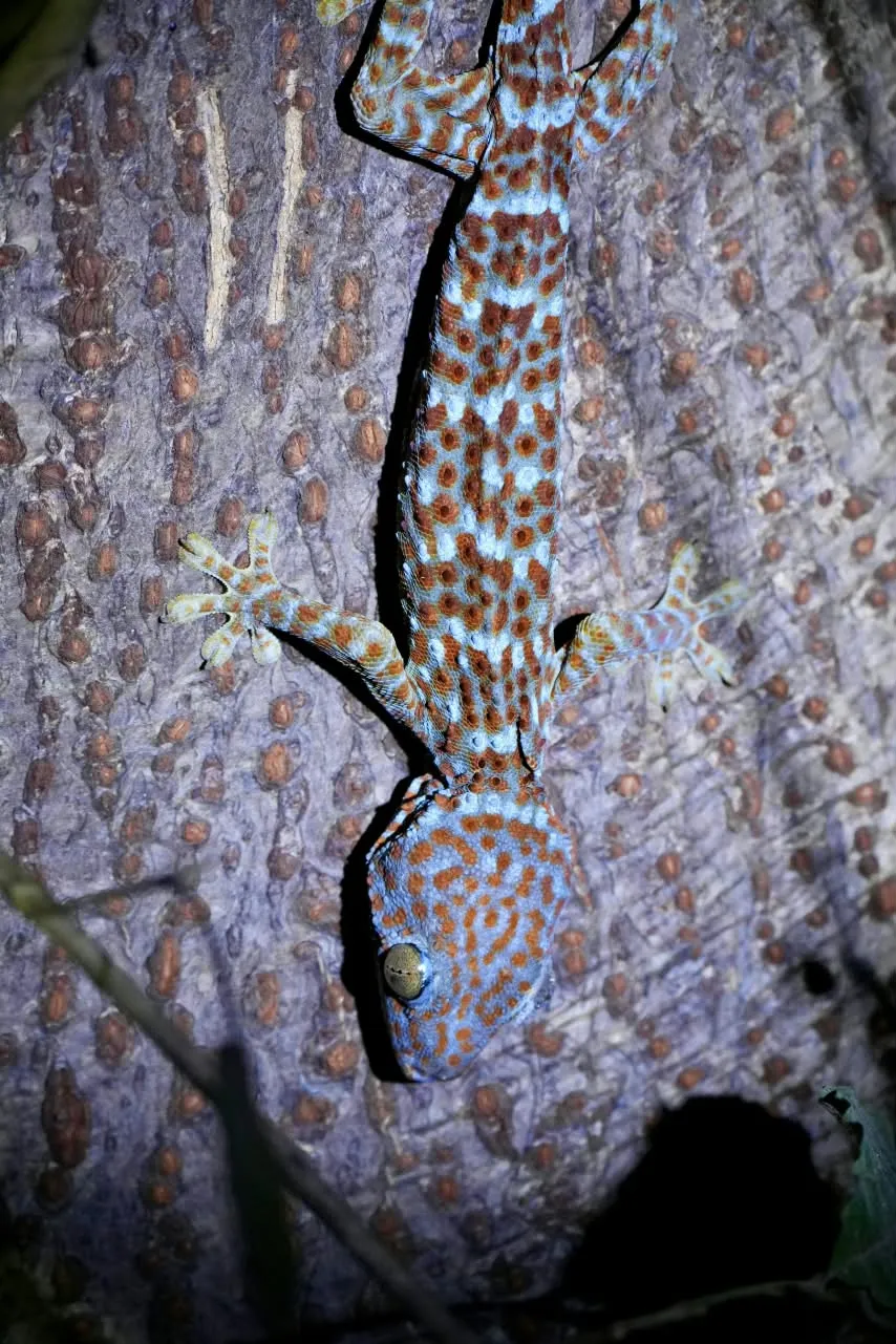 Tokay gecko perched on tree bark