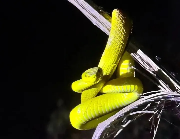 Yellow pit viper coiled on dry branch at night
