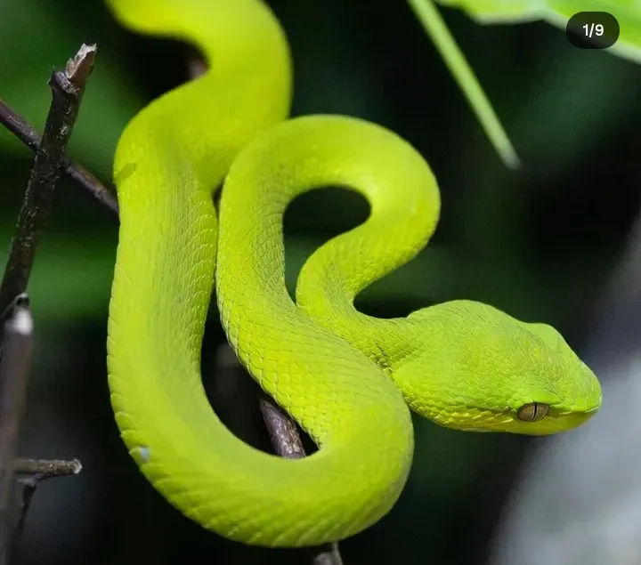 Bright green pit viper resting along tree branch