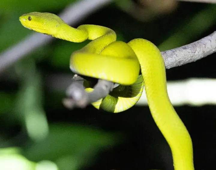Neon green pit viper poised alertly on branch