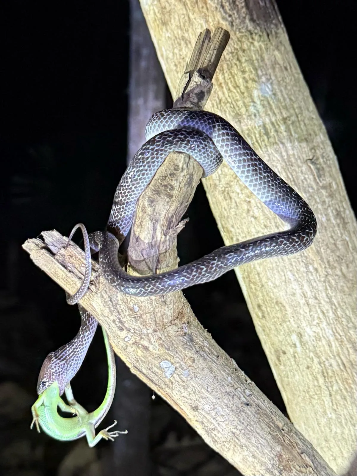 Slender dark snake feeding on a small lizard