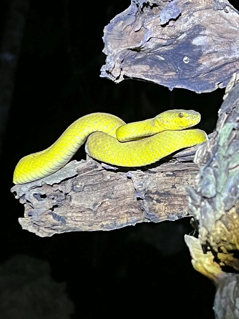 Yellow pit viper coiled on weathered wood