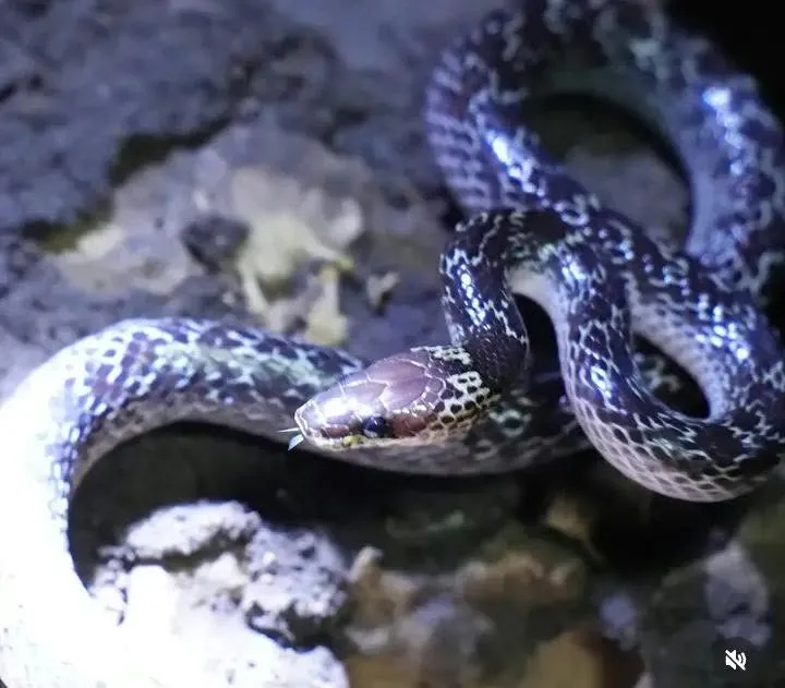 Glossy patterned wolf snake on rocky ground
