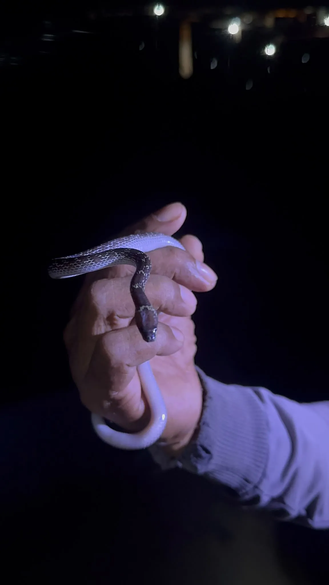 Guest gently holding small snake during night walk
